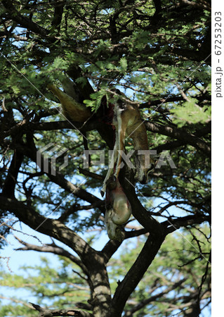 A leopard in savannah in kenya 67253203
