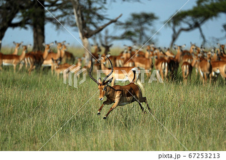 Group of impala in savannah 67253213