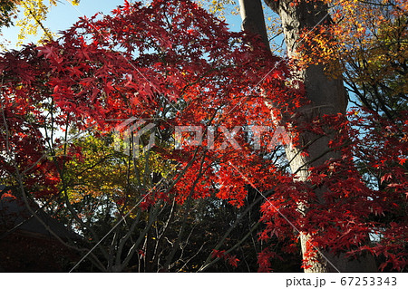 九品仏浄真寺 紅葉 九品仏浄真寺 紅葉 67253343