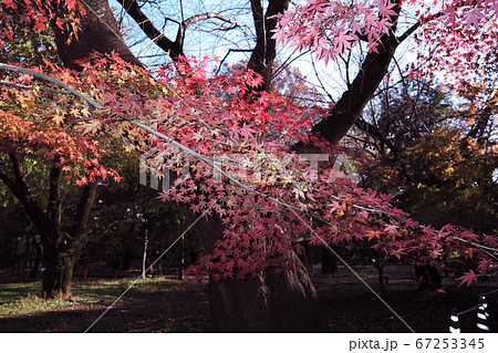 九品仏浄真寺 紅葉 九品仏浄真寺 紅葉 67253345