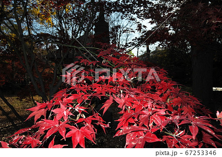 九品仏浄真寺 紅葉 九品仏浄真寺 紅葉 67253346