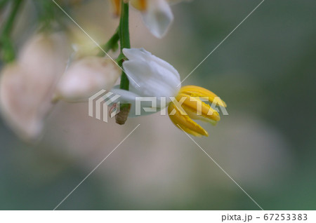 ナンテンの花 67253383