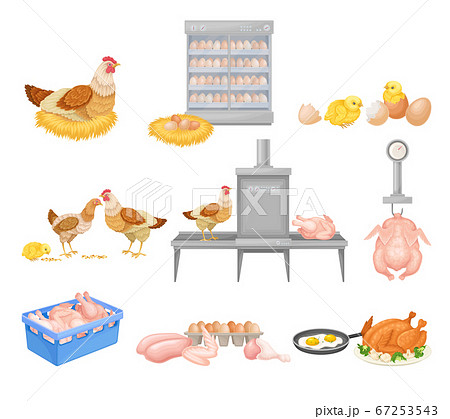 Hen Eggs Incubator and Dressed Chicken Vector Illustration 67253543