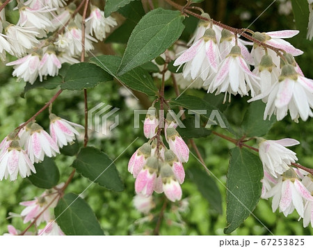 下向きに咲く白ピンクの木の小花 The Small White Pink Flowersの写真素材