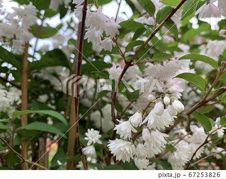 下向きに咲く白ピンクの木の小花 The Small White Pink Flowersの写真素材