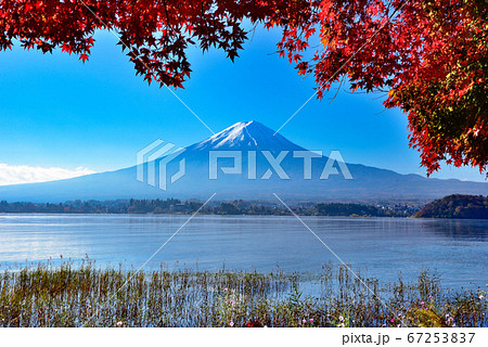 山梨県 紅葉の大石公園から望む河口湖と富士山 油絵 のイラスト素材