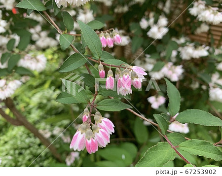 下向きに咲く白ピンクの木の小花 The Small White Pink Flowersの写真素材