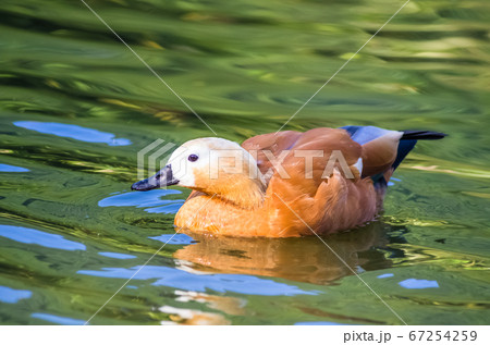 Ruddy shelduck swims in a pond 67254259
