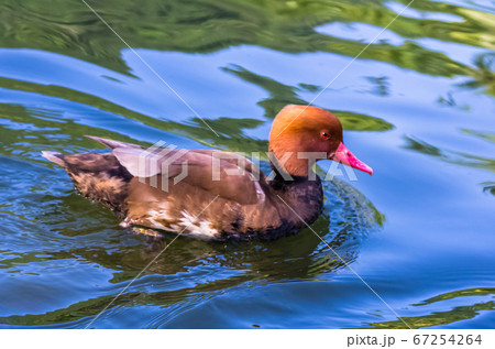 Red crested pochard swims in a pond Red crested pochard swims in a pond 67254264