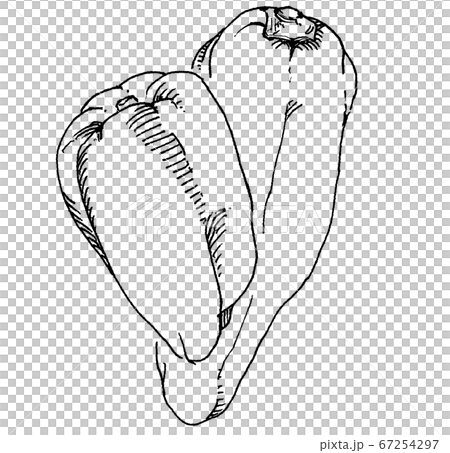 ピーマンのペン線画のイラスト素材 67254297 Pixta