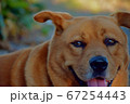 笑う犬 67254443