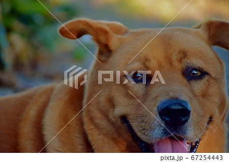 笑う犬の写真素材