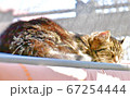 日に照らされた眠たい猫 67254444