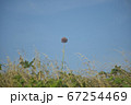 植物　青空 67254469