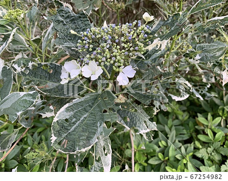 葉に虫食いと思われる穴のあるアジサイ/The hydrangea 葉に虫食いと思われる穴のあるアジサイ/The hydrangea 67254982