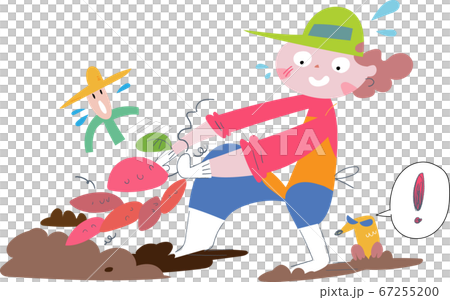 Illustration of a woman digging sweet potatoes in the field 67255200