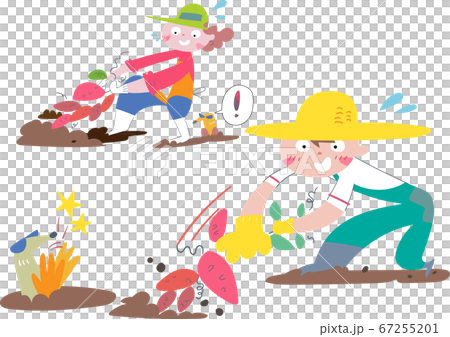 Illustration of a boy and a woman digging sweet potatoes in the field 67255201