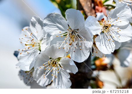 Flowering fruit tree in Moldovaの写真素材 67255218 - PIXTA