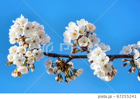Flowering fruit tree in Moldova Flowering fruit tree in Moldova 67255241