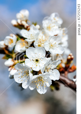 Flowering fruit tree in Moldova 67255243