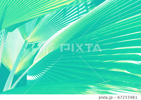 Beautiful tropical natural palm leaf background. Holiday abstract concept. 67255961