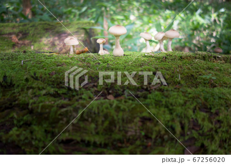 日本百名山の槍ヶ岳への登山道の徳澤園付近の倒木の苔の上のきのこの写真素材