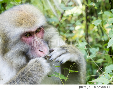 日本百名山の槍ヶ岳への登山道の横尾山荘付近で遭遇した野生の猿 日本百名山の槍ヶ岳への登山道の横尾山荘付近で遭遇した野生の猿 67256031