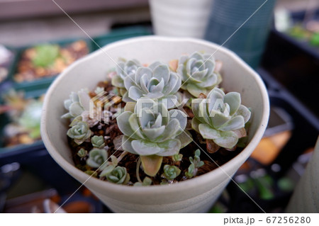 多肉植物 子持ち蓮華の写真素材