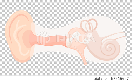 耳の構造のイラスト_外耳・中耳・内耳 67256637