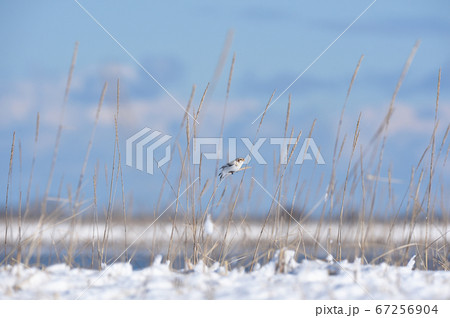 海岸で出会ったユキホオジロ（北海道） 67256904