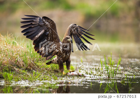 White-tailed eagle landing with spoil on the shore. 67257013