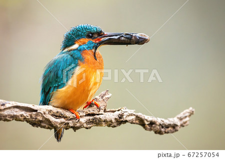 Male common kingfisher holding prey in beak on branch. 67257054