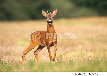Young roe deer standing on stubble field in summer nature. 67257055