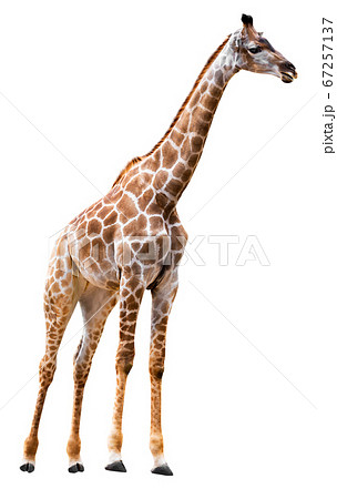 Giraffe isolated on white Giraffe isolated on white 67257137