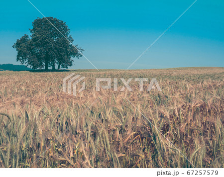 Rich solitaire tree on horizon and ruts in field. Rich solitaire tree on horizon and ruts in field. 67257579