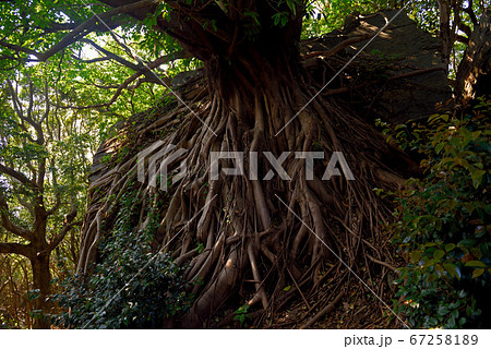 西平椿公園のあこうの巨木 西平椿公園のあこうの巨木 67258189