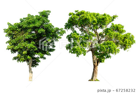 Tree isolated Tree isolated 67258232