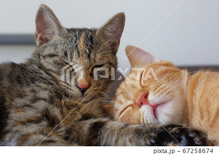 2匹の仲良しな兄弟子猫 の写真素材 67258674 Pixta