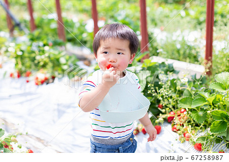 苺狩り　幼児　いちご狩り 67258987