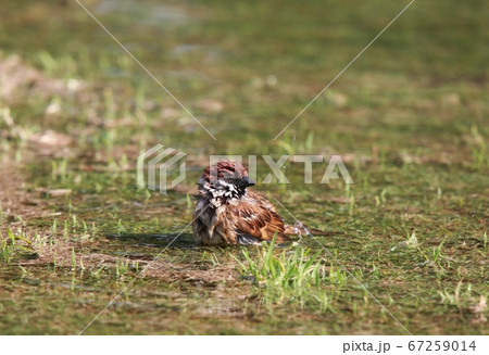 Young sparrow bathing in the puddle Young sparrow bathing in the puddle 67259014
