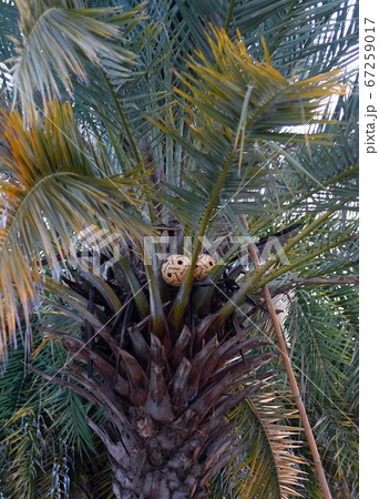 Funny picture of a palm with balls Funny picture of a palm with balls 67259017