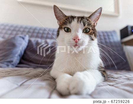 Sweet cat lies on sofa at home and looks into the camera, home comfort concept, indoor. Cope space. Adopt cat 67259226