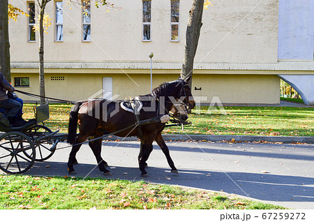 A beautiful black strong horse in harness pulls A beautiful black strong horse in harness pulls 67259272