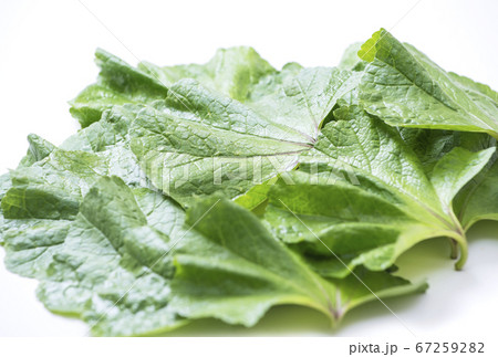 おかのり 健康野菜 ヘルシー野菜の写真素材