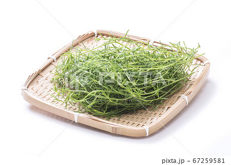 オカヒジキ 健康野菜 ヘルシー野菜 高栄養野菜 オカヒジキ 健康野菜 ヘルシー野菜 高栄養野菜 67259581