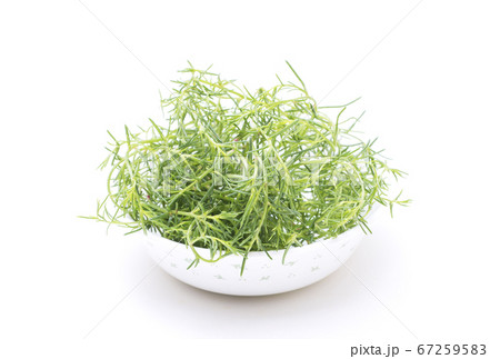 オカヒジキ 健康野菜 ヘルシー野菜 高栄養野菜 オカヒジキ 健康野菜 ヘルシー野菜 高栄養野菜 67259583