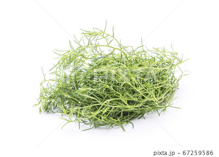 オカヒジキ 健康野菜 ヘルシー野菜 高栄養野菜 オカヒジキ 健康野菜 ヘルシー野菜 高栄養野菜 67259586