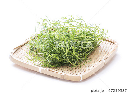 オカヒジキ 健康野菜 ヘルシー野菜 高栄養野菜 オカヒジキ 健康野菜 ヘルシー野菜 高栄養野菜 67259587