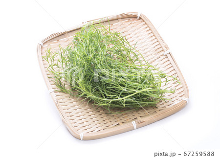 オカヒジキ 健康野菜 ヘルシー野菜 高栄養野菜 オカヒジキ 健康野菜 ヘルシー野菜 高栄養野菜 67259588