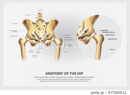 Human Anatomy of the Hip Vector Illustration 67260012